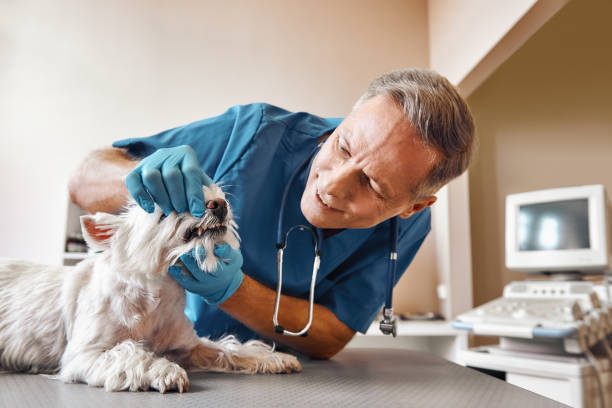 Best Chipped Tooth Repair Near Me  in Vidor, TX
